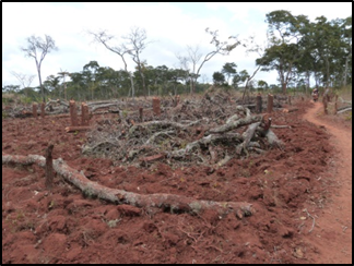 土地収用で伐採された森